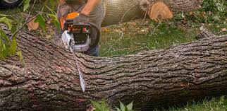 Professional  Tree Services in Fillmore, UT